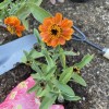 Planting an orange zinnia with garden tools visible