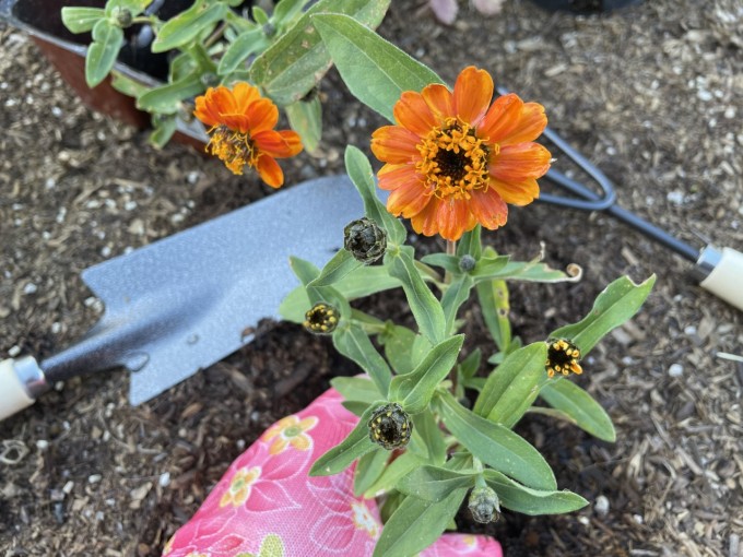 Planting an orange zinnia with garden tools visible
